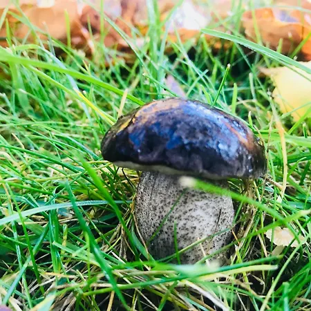 Dobrostan W Naturze Ferienhaus Szafarnia (Warmian-Masurian)